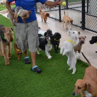 Artificial Grass Melbourne Beach, Florida Dogs, Dogs