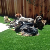 Artificial Pet Turf Willow Oak Florida Installation