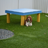 Fake Grass Hernando, Florida Dog Parks, Dogs Park