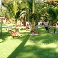 Outdoor Carpet Yeehaw Junction, Florida Cat Grass, Dog Kennels