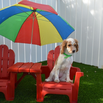 Artificial Grass Carpet Avon Park, Florida Hotel For Dogs, Dog Kennels