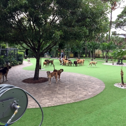 Fake Pet Turf Seville Florida for Dogs