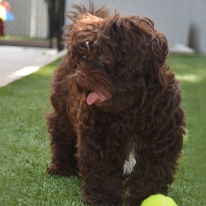 Grass Carpet Hawthorne, Florida Pictures Of Dogs, Dogs