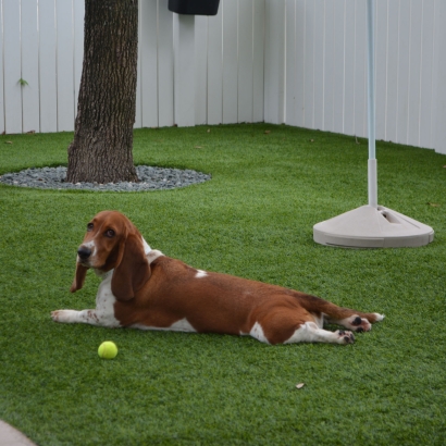 Grass Carpet Masaryktown, Florida Dog Park, Dogs