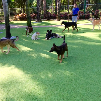 Grass Turf Mango, Florida Dog Grass, Dogs