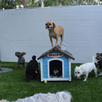 Green Lawn Wiscon, Florida Fake Grass For Dogs, Dogs