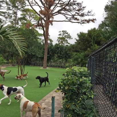 Synthetic Pet Turf Medulla Florida for Dogs