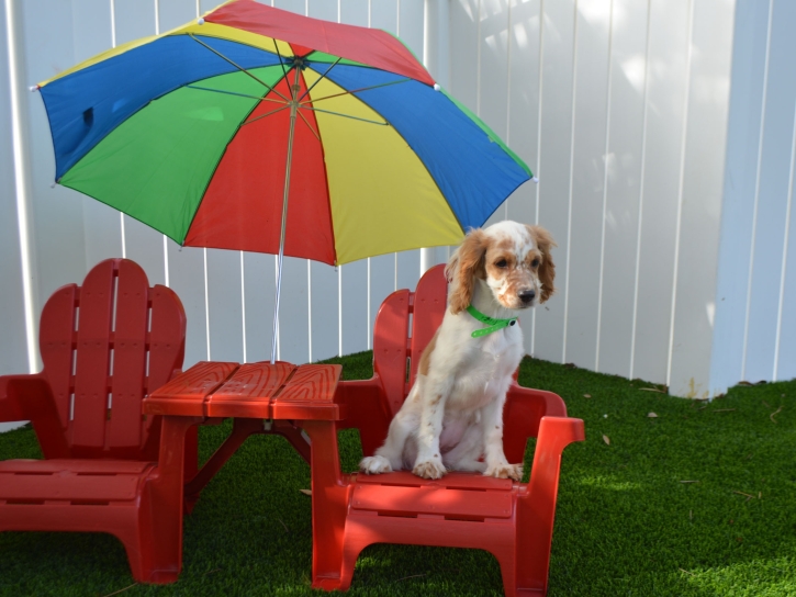 Artificial Grass Carpet Avon Park, Florida Hotel For Dogs, Dog Kennels