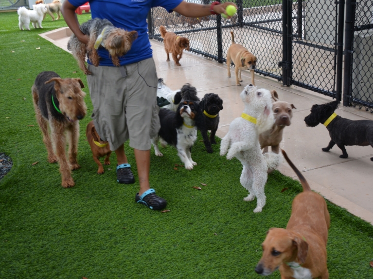 Artificial Grass Melbourne Beach, Florida Dogs, Dogs