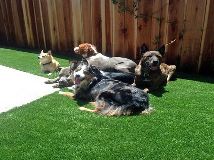 Artificial Pet Turf Willow Oak Florida Installation