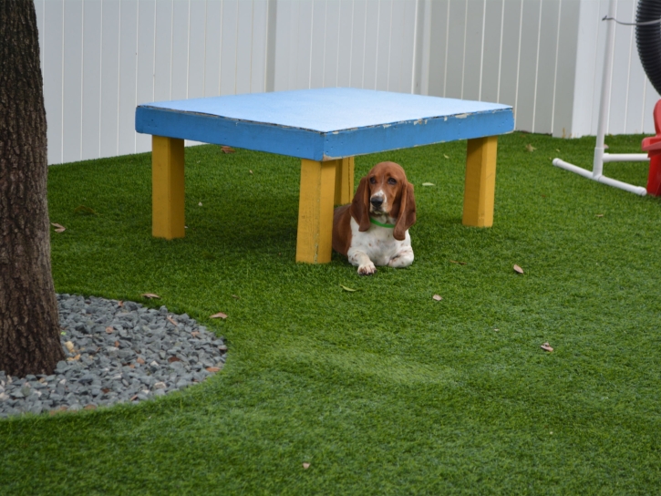 Fake Grass Hernando, Florida Dog Parks, Dogs Park