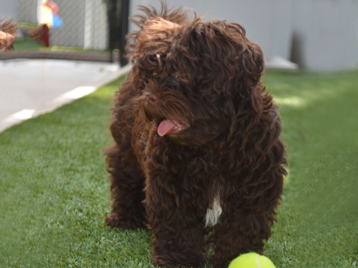 Grass Carpet Hawthorne, Florida Pictures Of Dogs, Dogs