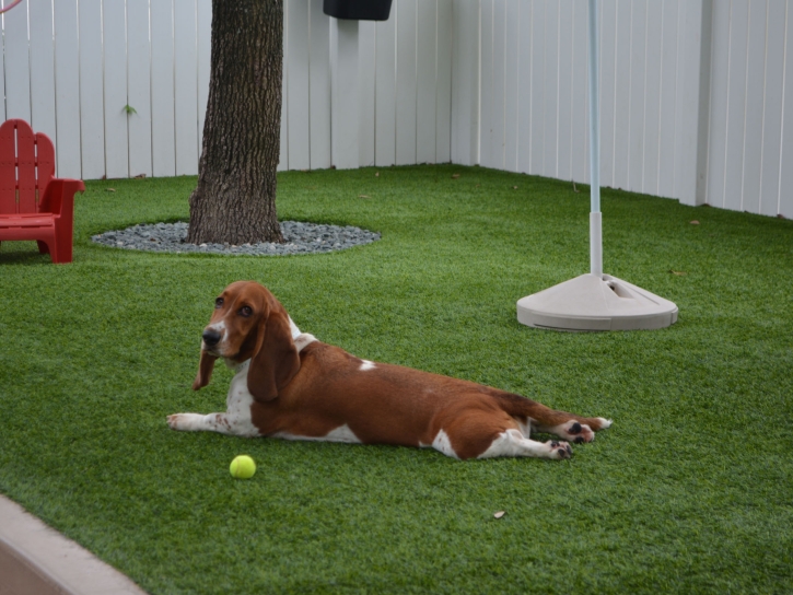 Grass Carpet Masaryktown, Florida Dog Park, Dogs