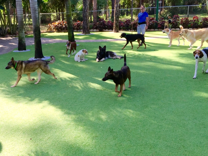 Grass Turf Mango, Florida Dog Grass, Dogs