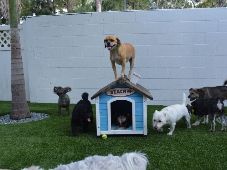 Green Lawn Wiscon, Florida Fake Grass For Dogs, Dogs