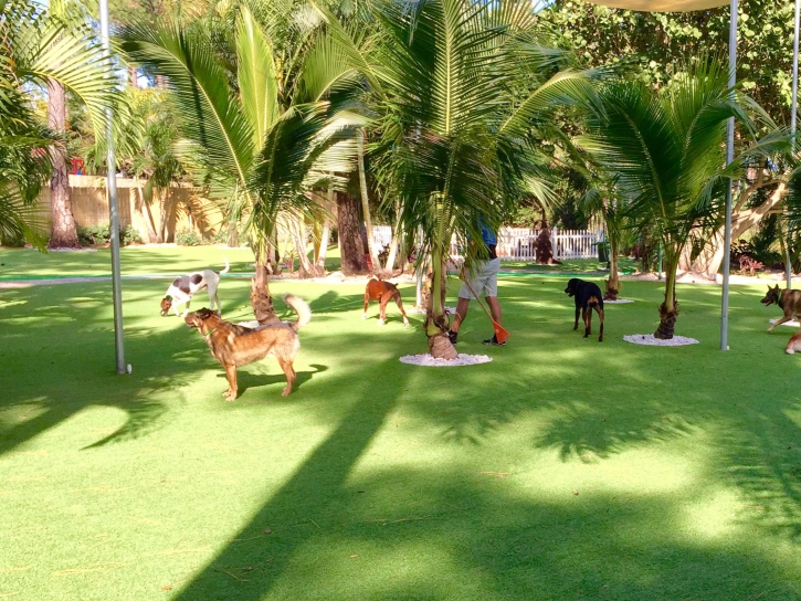 Outdoor Carpet Yeehaw Junction, Florida Cat Grass, Dog Kennels